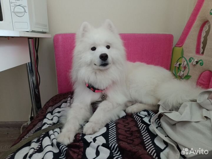 Грумер для ваших хвостиков в Оби