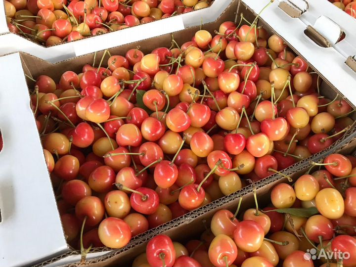 Черешня Оптом