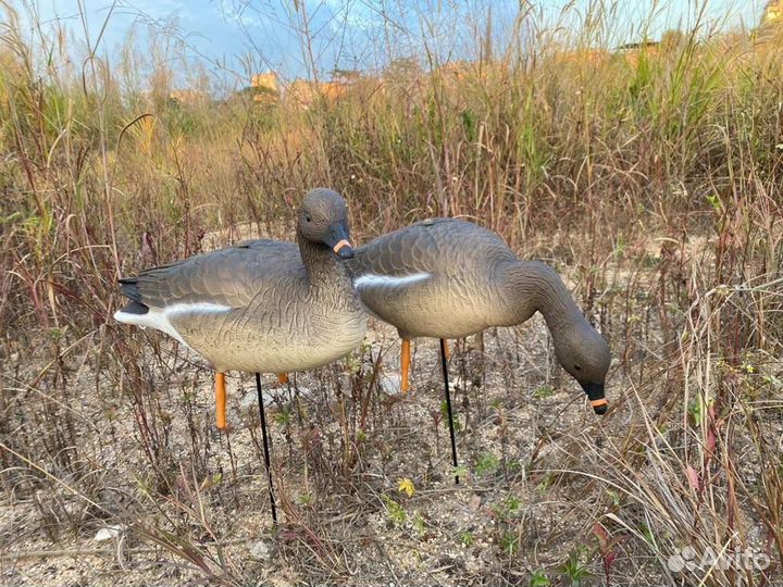 Чучела гусей гуменник и другие