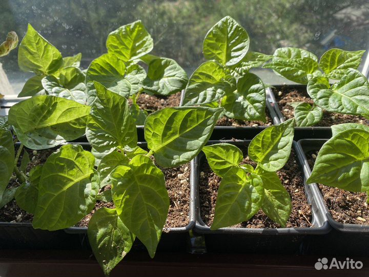 Острые перцы хабанеро 4 цвета, перец звонок