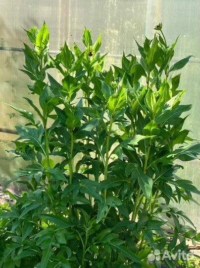 Редкие растения для сада