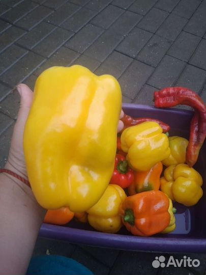 Рассада сладкого перца