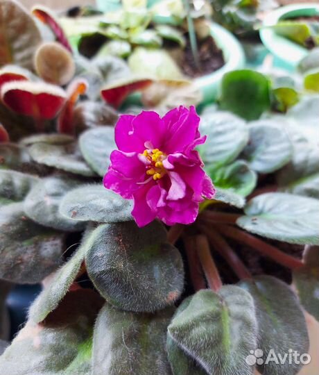 Цветущие фиалки