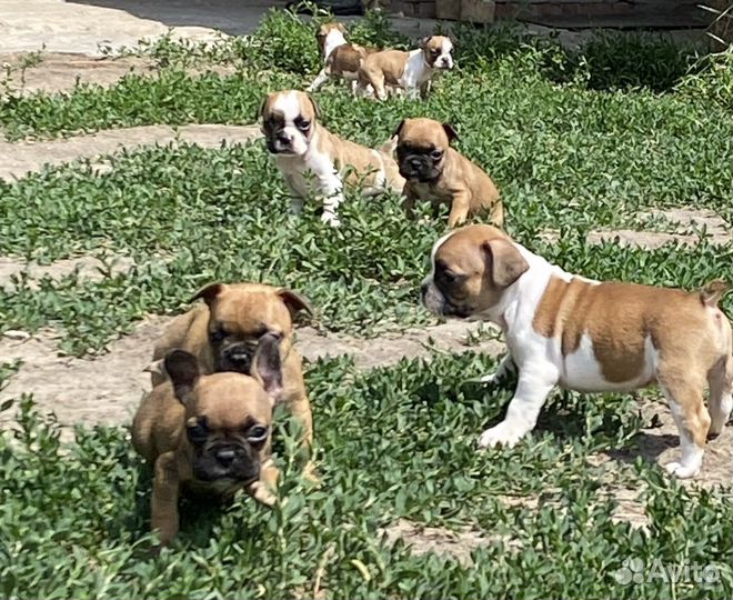 Французы карапузы