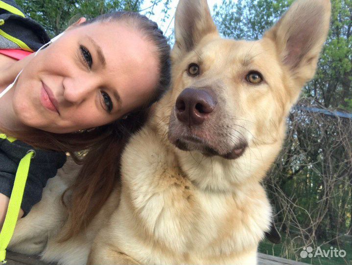 Передержка собак, зооняня, догситтер, зоогостиница