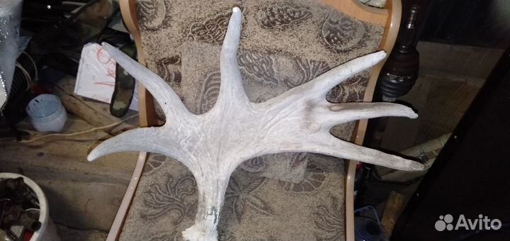 Оленьи рога