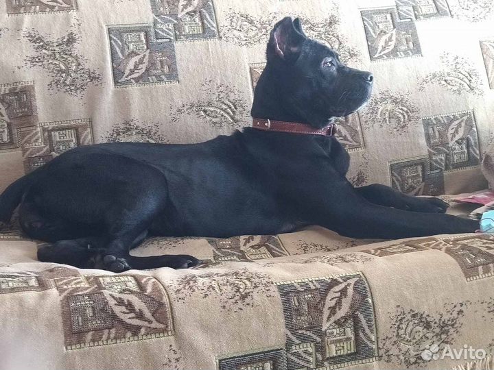 Щенки кане корсо