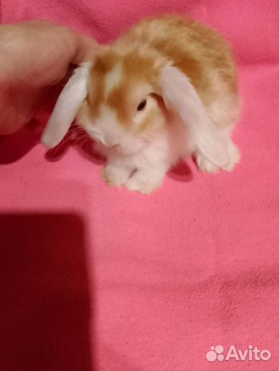 Мини Крольчата