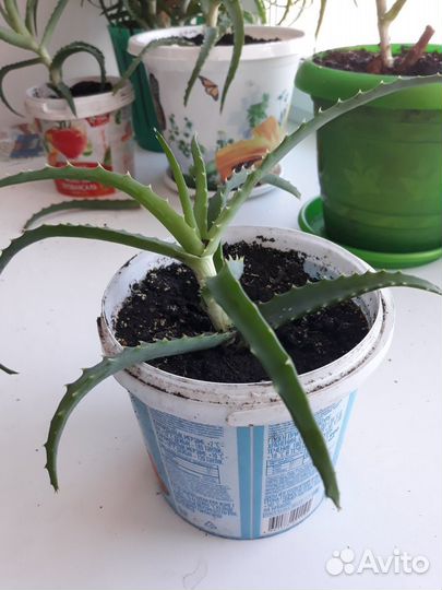 Алоэ лечебный