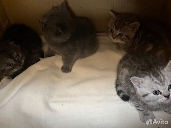 Шотландские и британские котята