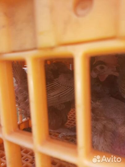 Куры несушки