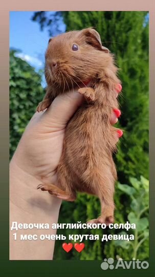 Морские свинки Английский селф