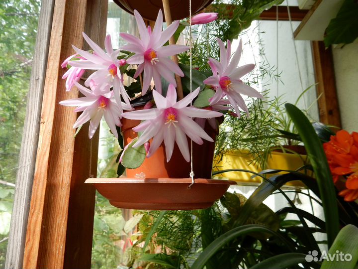 Комнатные растения (излишки)