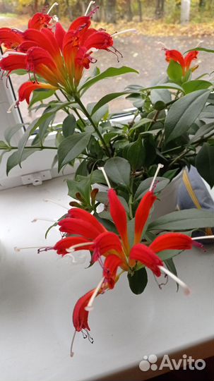 Эсхинантус жар птица