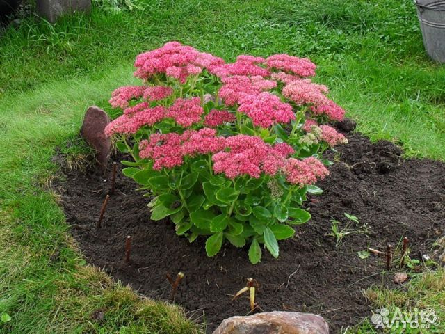 Очиток - многолетнее поздноцветущее растение