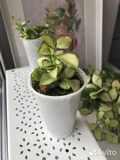 Хойя хешкелиана