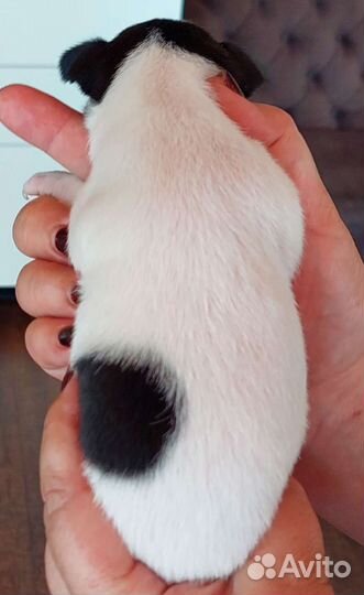 Американский той фокстерьер