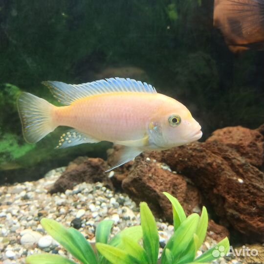 Астронотус