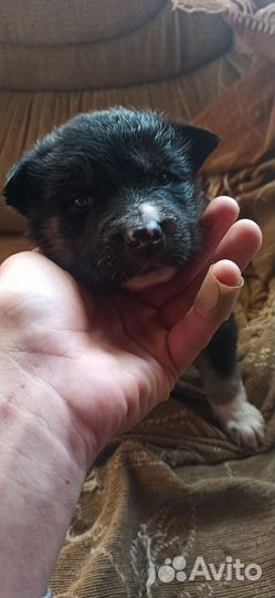 Щенки метисы