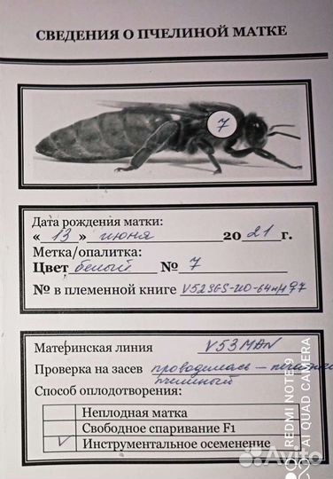 Пчелопакеты и матки