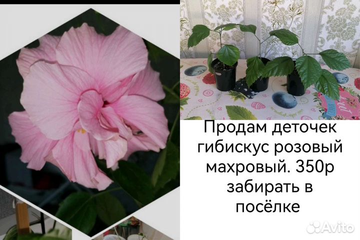 Домашние цветы