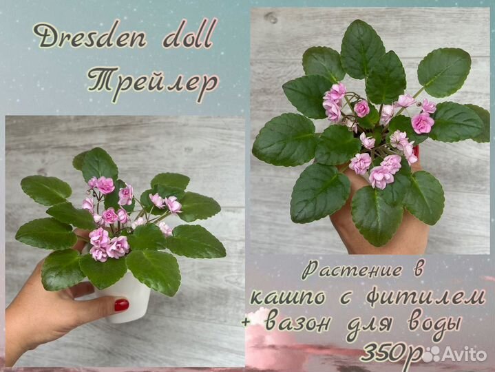 Сортовые трейлерные фиалки