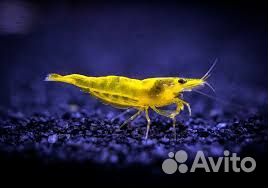 Аквариумные креветки