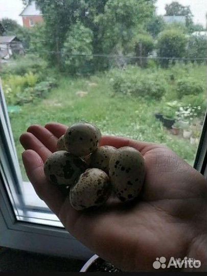 Инкубационное яйцо перепелов