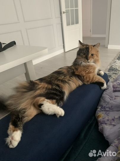 Кошечка в добрые руки