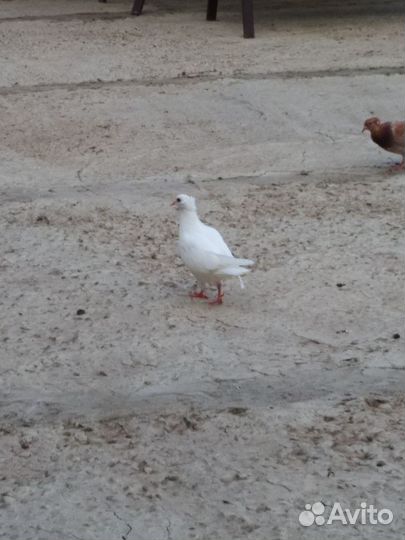 Голуби