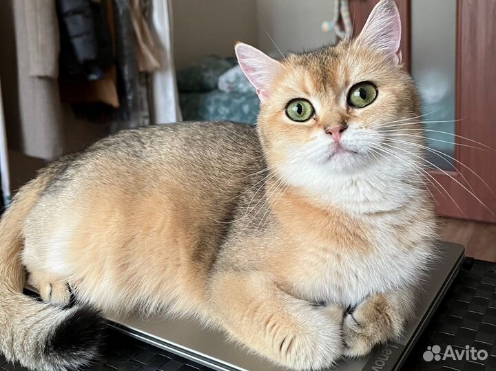 Британская золотая шиншилла