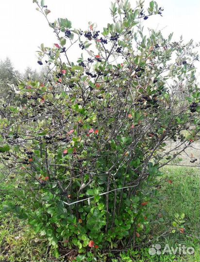 Арония черноплодная