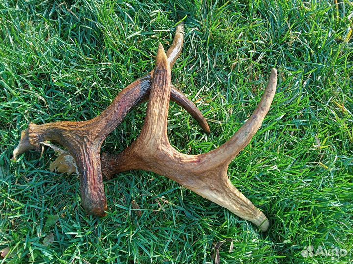 Продам рога лося