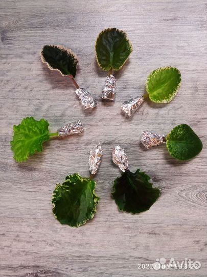 Фиалки сортовые, листы, детки