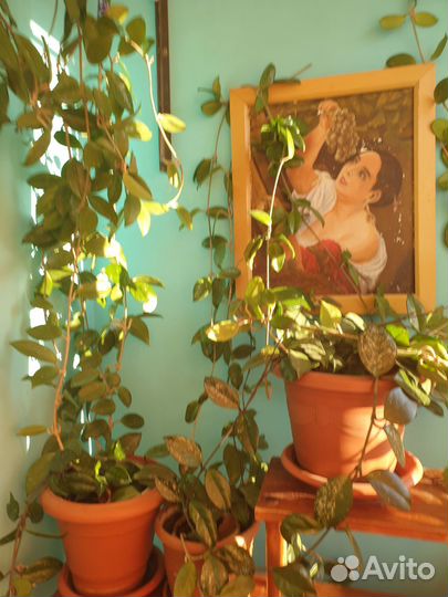 Восковой плющь