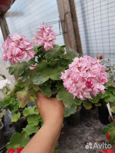 Пеларгония герань сортовая