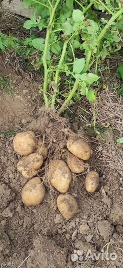 Семенной картофель богатырь(сынок)