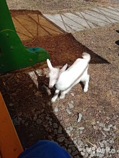 Козы козлята козочки