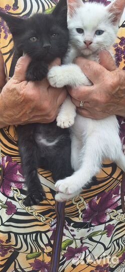 Котята мальчики 1 месяц