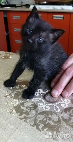 Котята бесплатно в добрые руки