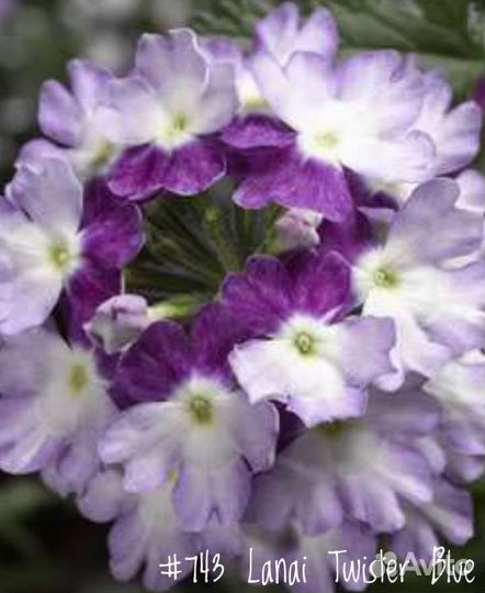 Вербена Вегетативная Ампельная