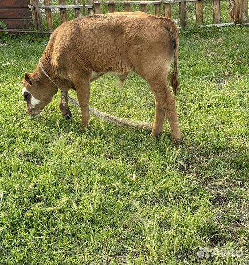 Корова и 6 бычков