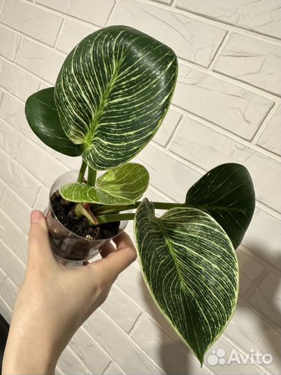 Филодендрон биркин детки