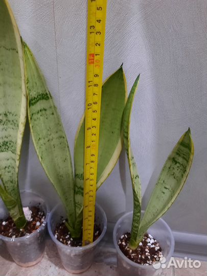 Сансевиерия