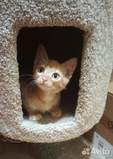 Лео ищет дом