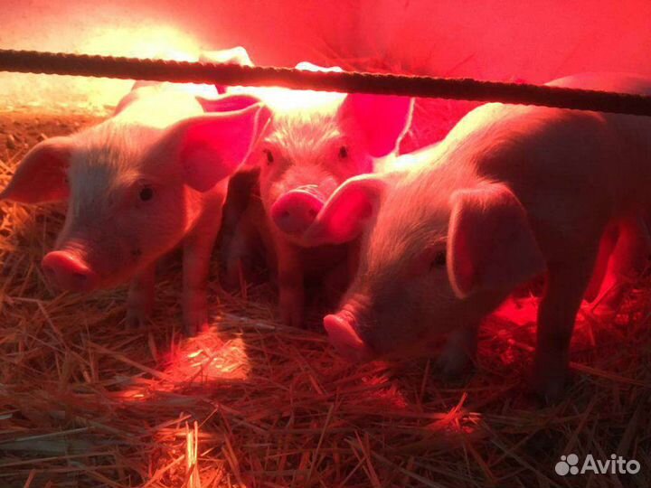 Поросята