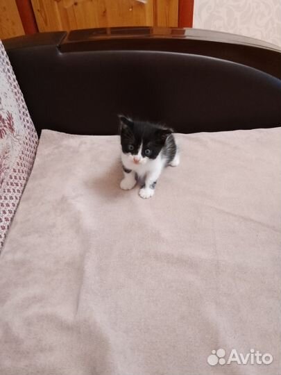 Котенок мальчик бесплатно