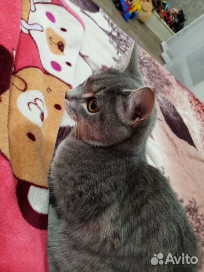 Кошечку в добрые руки