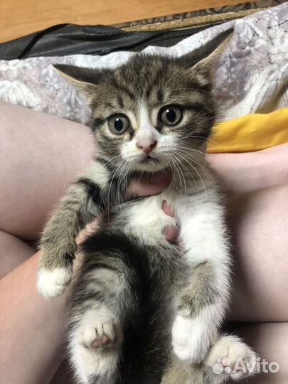 Кошечки девочки