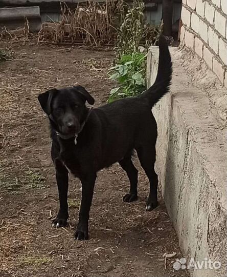 Собака в добрые руки